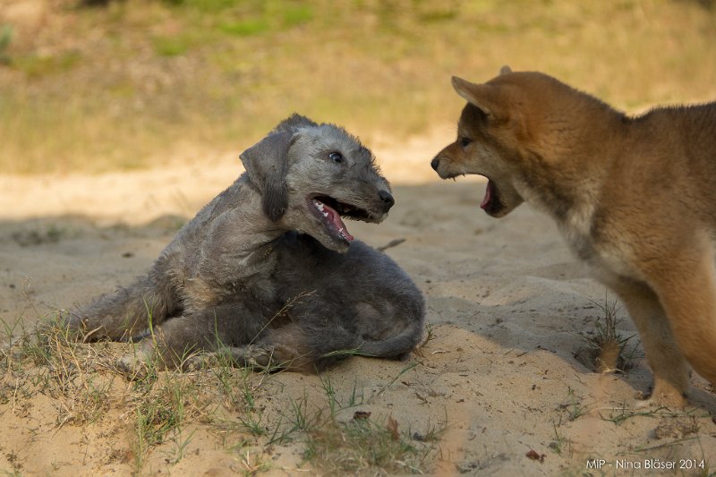 2014-07-17 Cherry & Friends-8259.jpg